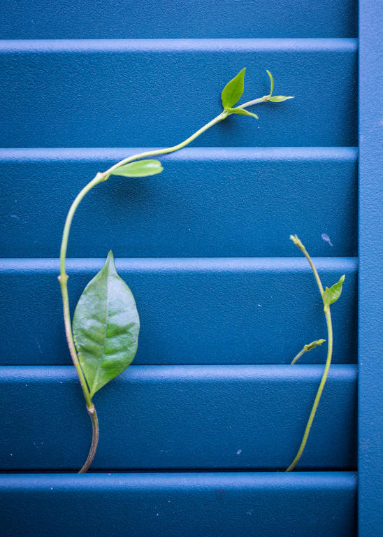 Auld Sweet Olive Bed And Breakfast New Orleans Exterior foto